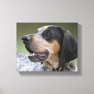 Coonhound Leinwanddruck