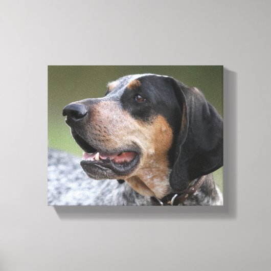 Coonhound Leinwanddruck (Vorderseite)