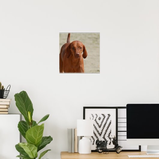 Coonhound Poster (Heimbüro)