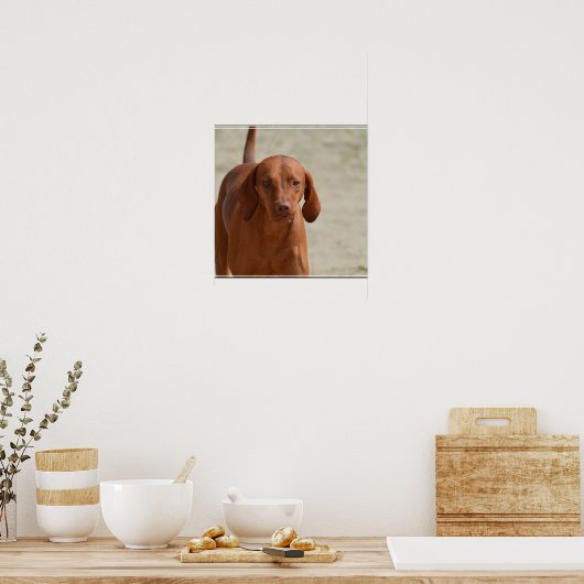 Coonhound Poster (Küche)