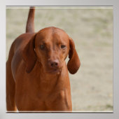 Coonhound Poster (Vorne)