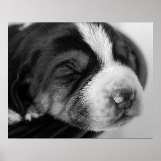 Coonhound Puppy Poster (Vorne)