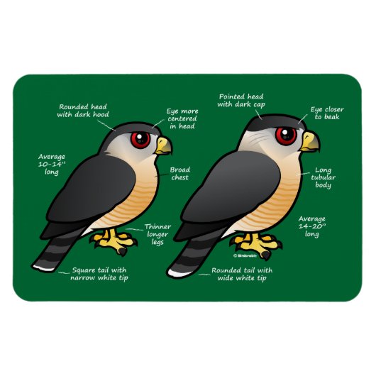 Coop / Sharpie Magnet (Horizontal)