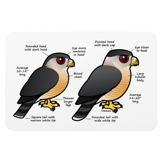 Coop / Sharpie Magnet (Horizontal)