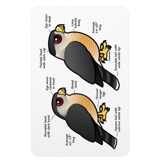 Coop / Sharpie Magnet (Vertikal)