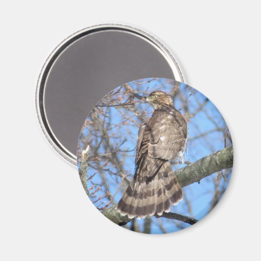 Cooper-Hawk-Magnet Magnet (Vorderseite/Rückseite)