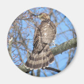 Cooper-Hawk-Magnet Magnet (Vorne)