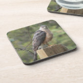 Cooper-Hawk-Untersetzer Getränkeuntersetzer (Linke Seite)