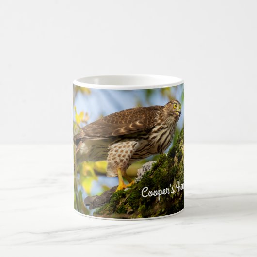 Cooper’s hawk kaffeetasse (Mittel)
