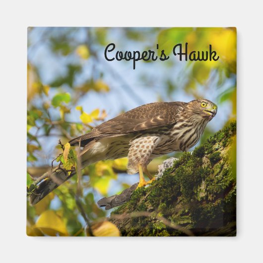 Cooper’s hawk magnet (Vorne)
