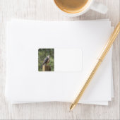 Cooper's Hawk Address Label Adressaufkleber (Insitu)