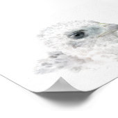 Coopers Hawk Chick Poster (Ecke)