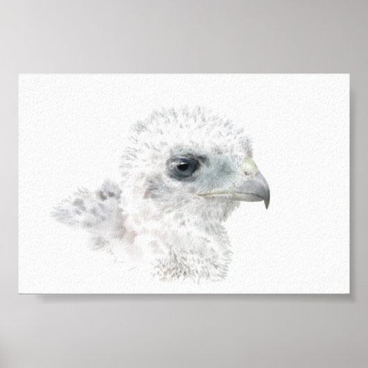 Coopers Hawk Chick Poster (Vorne)