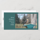 Coopers Hawk Feiertagskarte (Vorne/Hinten)