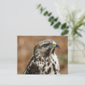 Cooper's Hawk Foto Postkarte (Stehend Vorderseite)