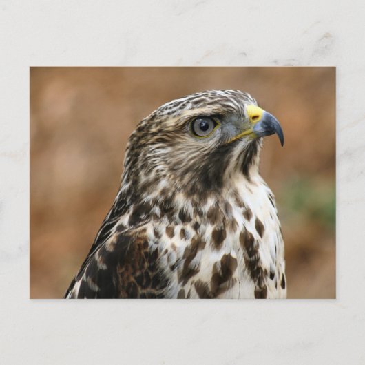 Cooper's Hawk Foto Postkarte (Vorderseite)