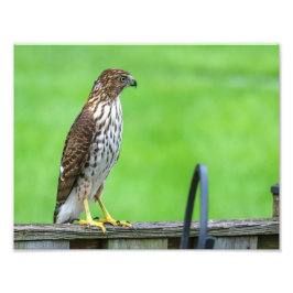 Cooper's Hawk Foto Print 1