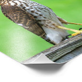 Cooper's Hawk Foto Print 1 (Ecke)