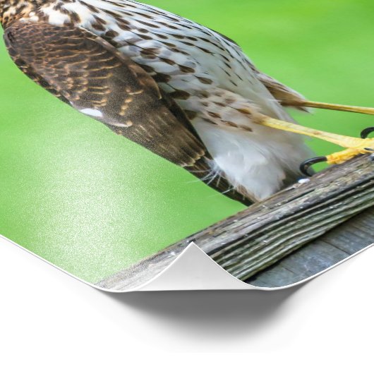 Cooper's Hawk Foto Print 1 (Ecke)