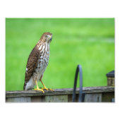 Cooper's Hawk Foto Print 2 (Vorne)