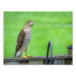 Cooper's Hawk Foto Print 2