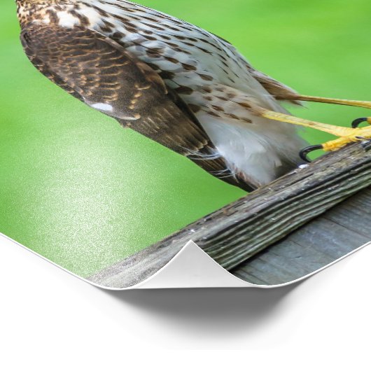 Cooper's Hawk Foto Print 2 (Ecke)
