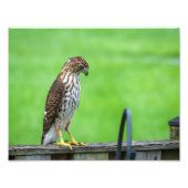 Cooper's Hawk Foto Print 3 (Vorne)