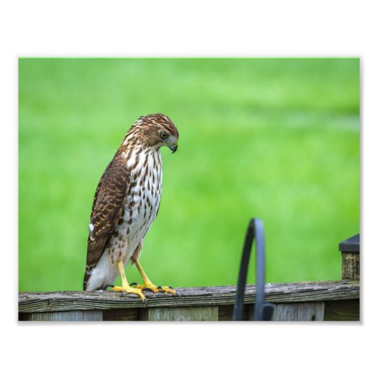Cooper's Hawk Foto Print 3 (Vorne)