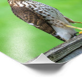 Cooper's Hawk Foto Print 3 (Ecke)