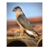 Cooper's Hawk Fotodruck (Vorne)