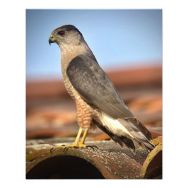 Cooper's Hawk Fotodruck
