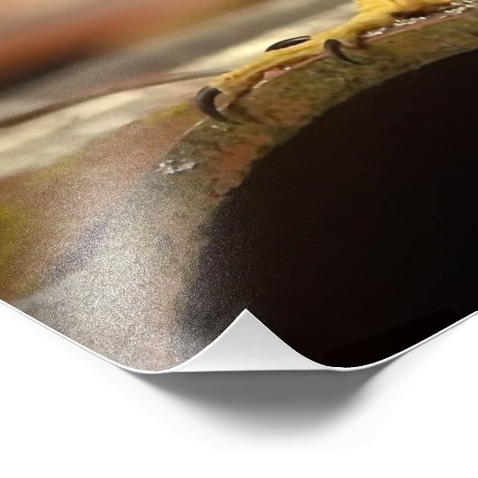 Cooper's Hawk Fotodruck (Ecke)