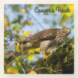 Cooper's Hawk Glasuntersetzer