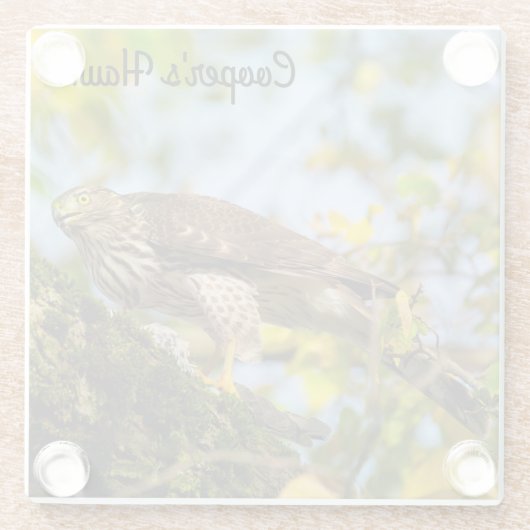 Cooper's Hawk Glasuntersetzer (Rückseite)