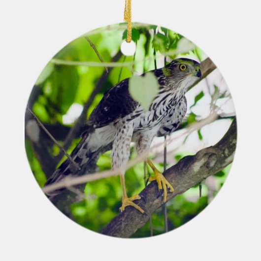 "Coopers Hawk in the Grapevine" Keramik Ornament (Hinten)