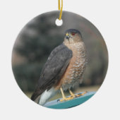 Coopers Hawk Keramikornament (Vorne)