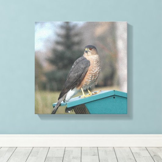 Coopers Hawk Leinwanddruck (Insitu (Holzboden))
