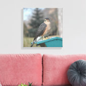 Coopers Hawk Leinwanddruck (Insitu (Wohnzimmer))