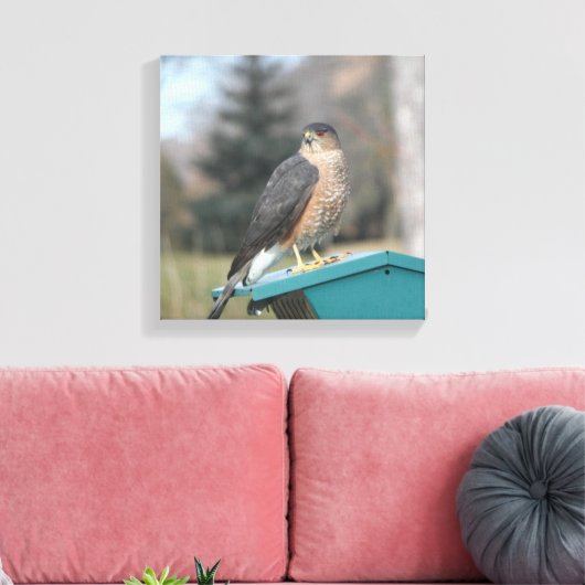Coopers Hawk Leinwanddruck (Insitu (Wohnzimmer))