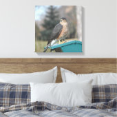Coopers Hawk Leinwanddruck (Insitu (Schlafzimmer))