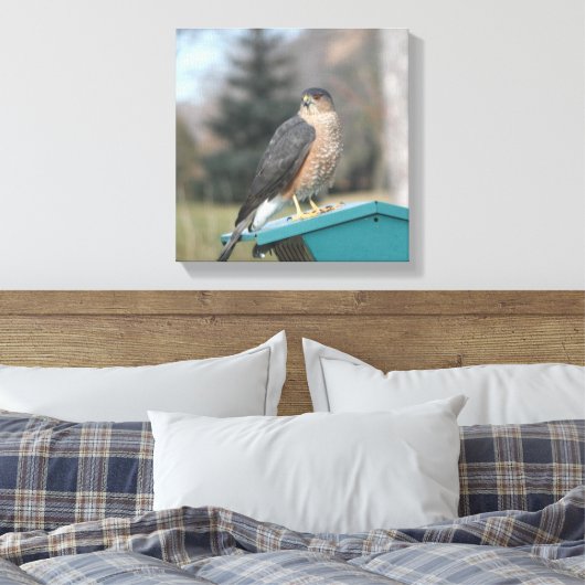 Coopers Hawk Leinwanddruck (Insitu (Schlafzimmer))
