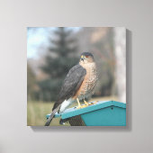 Coopers Hawk Leinwanddruck (Vorderseite)