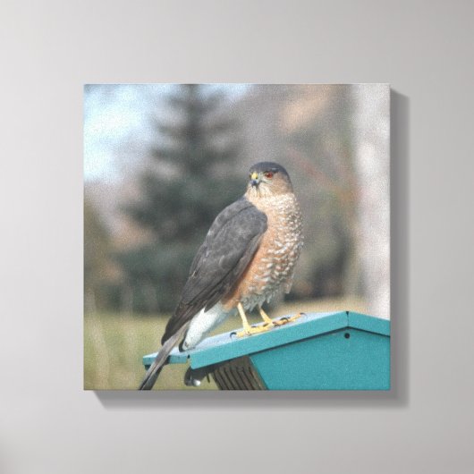 Coopers Hawk Leinwanddruck (Vorderseite)