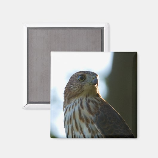Cooper's Hawk Magnet (Vorderseite/Rückseite)
