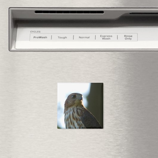 Cooper's Hawk Magnet (In Situ (Geschirrspüler))