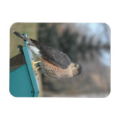 Coopers Hawk Magnet (Horizontal)