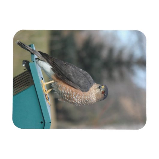Coopers Hawk Magnet (Horizontal)