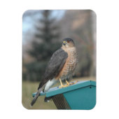 Coopers Hawk Magnet (Vertikal)