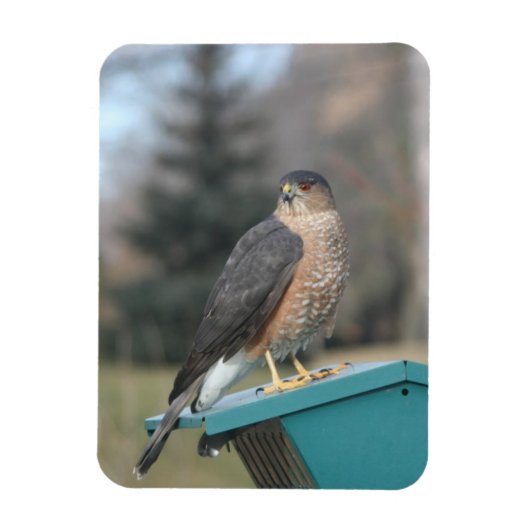 Coopers Hawk Magnet (Vertikal)