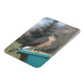 Coopers Hawk Magnet (Linke Seite)